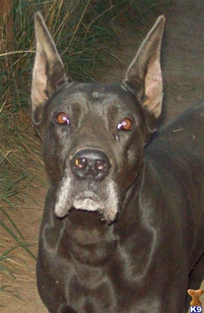Stud Dogs in WA